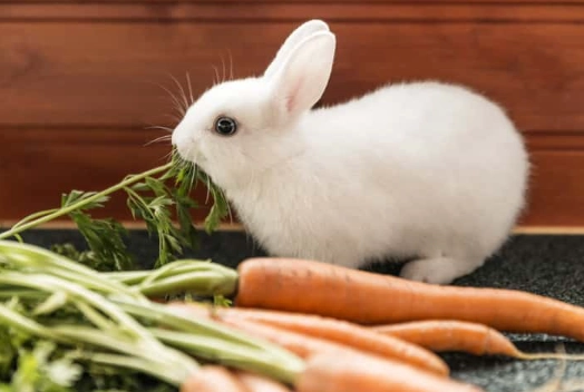 best rabbit food best rabbit food