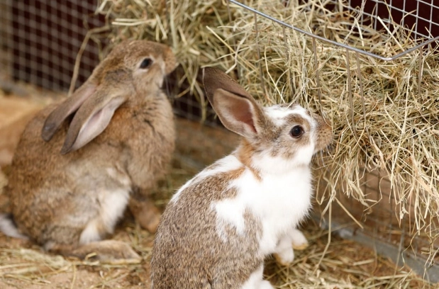 what to feed rabbits what to feed rabbits