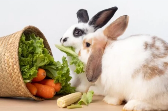 homemade rabbit diet homemade rabbit diet