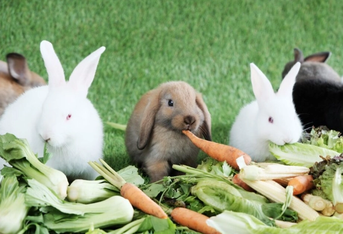 what to feed rabbits what to feed rabbits