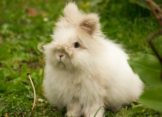Angora mix rabbit care
