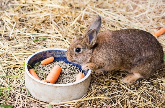 safe vegetables for rabbits safe vegetables for rabbits