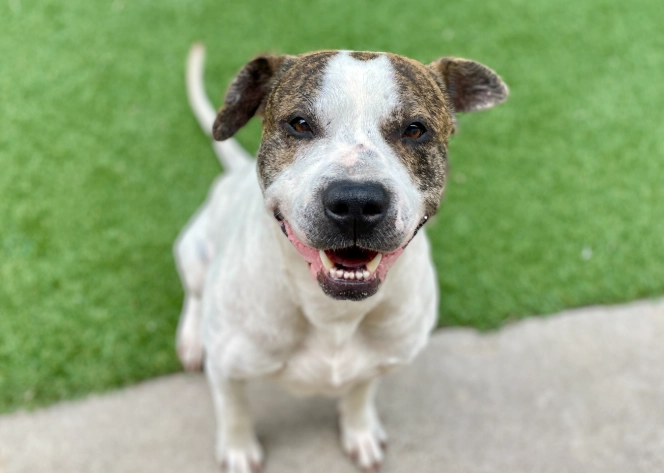 rabbit care rule rabbit care rule