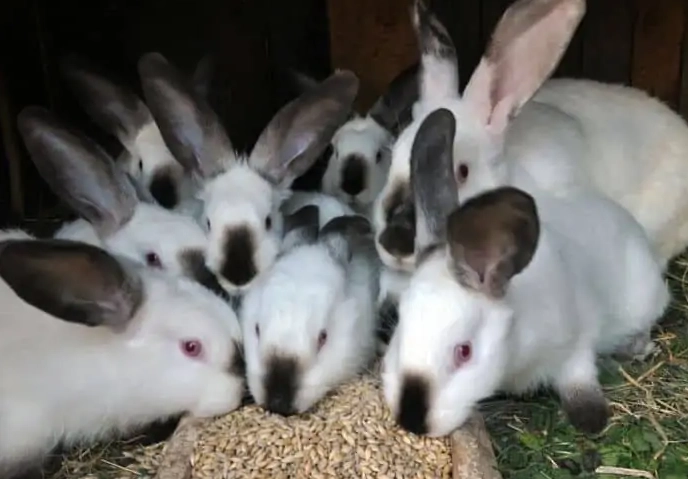 Californian rabbit weight