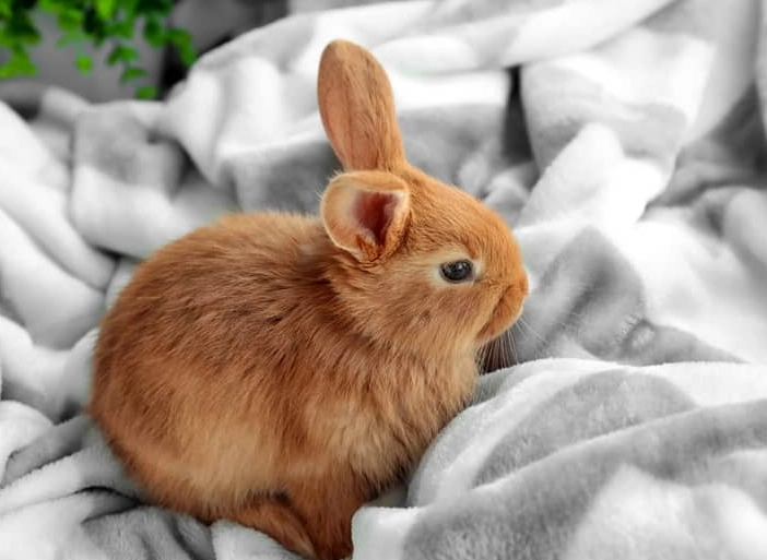 rabbit pregnancy care