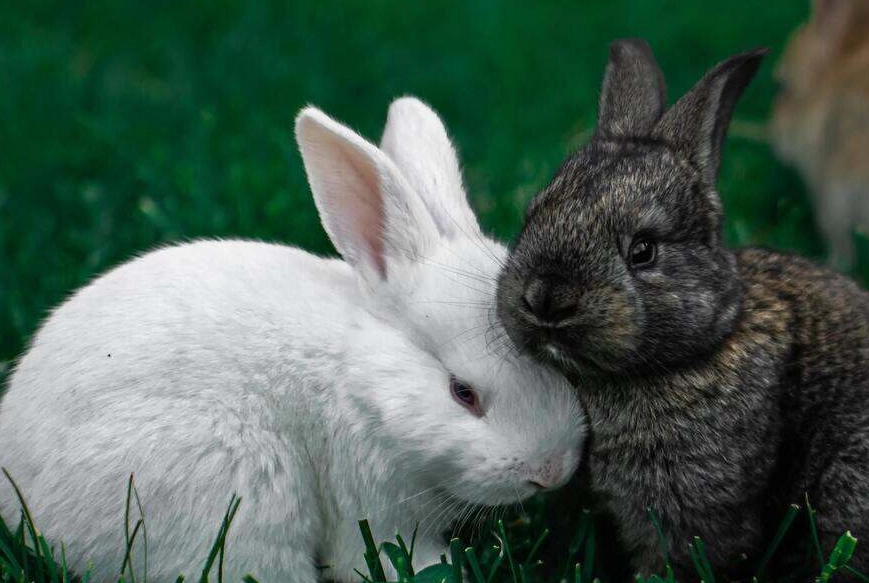 rabbit gestation period