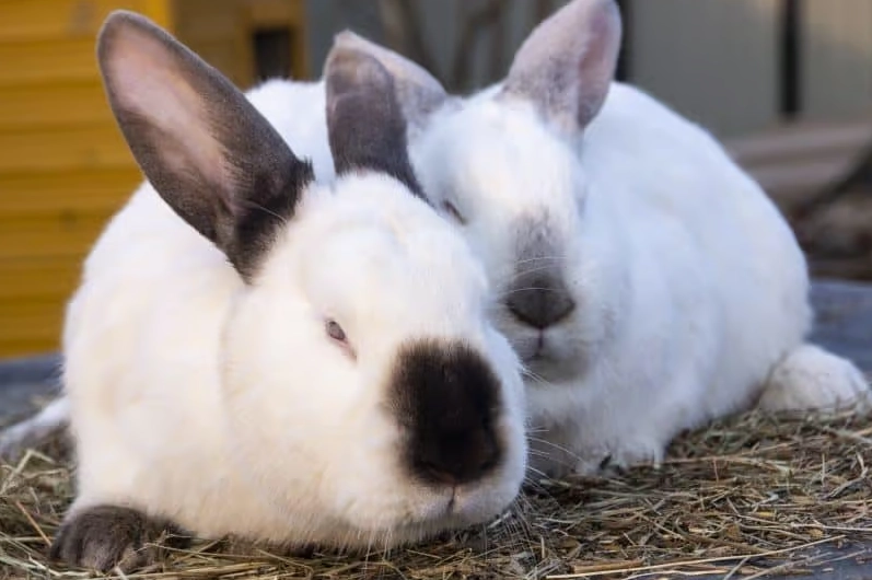 California rabbit breed