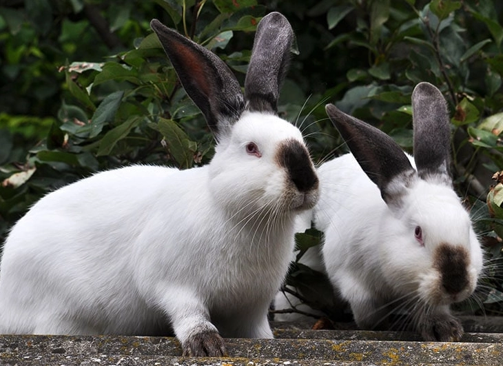 meat rabbit breeds
