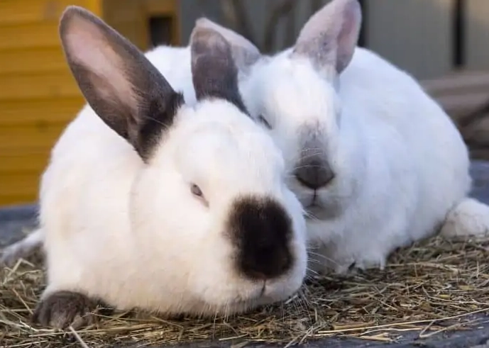 rabbit pregnancy care