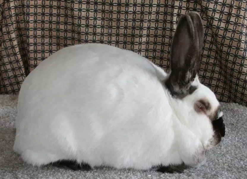 Californian rabbit characteristics