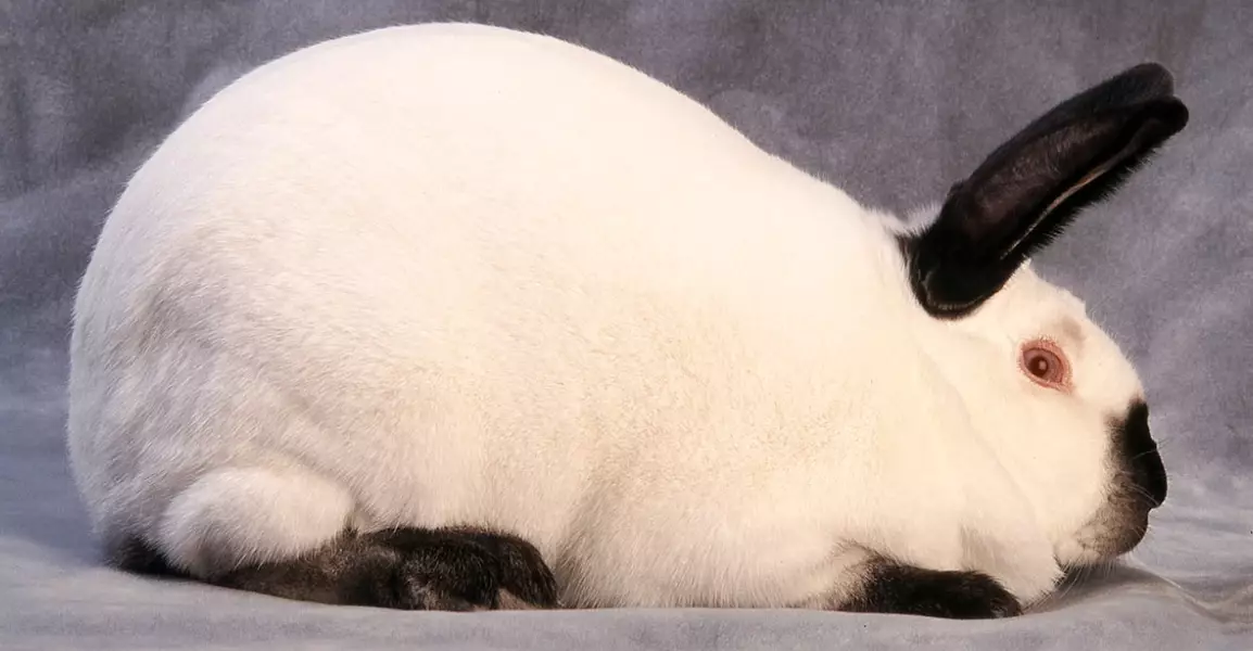 California rabbit breed