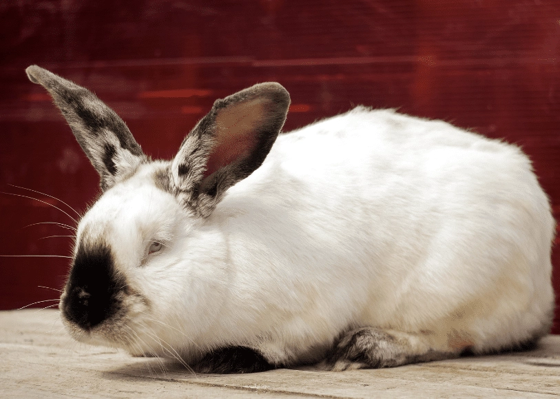 california rabbit color genetics