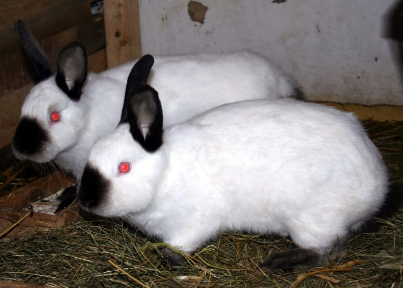 how big do Californian rabbits get