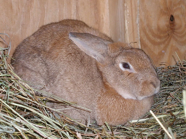 how long are rabbits pregnant