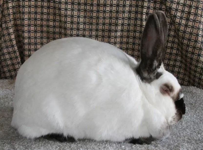 Californian rabbit size
