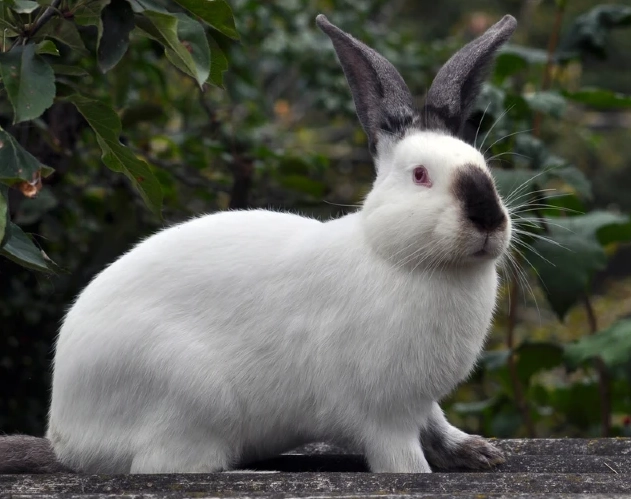Californian rabbit colors