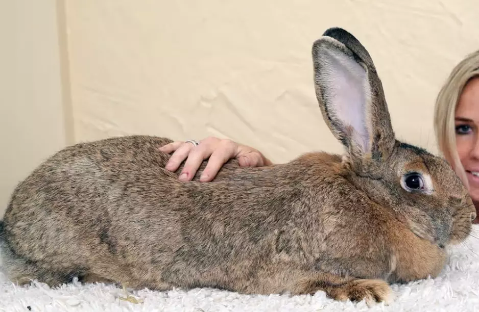 largest rabbit breeds