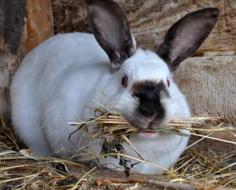 rabbit gestation period