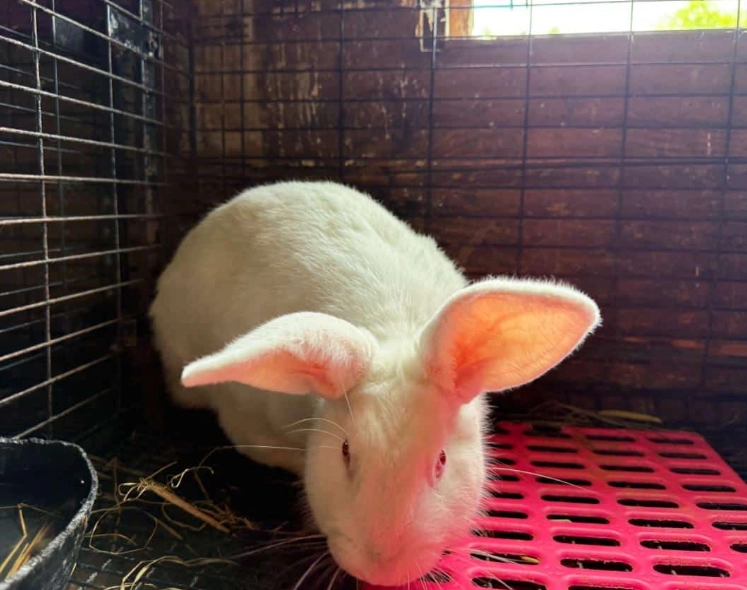 New Zealand rabbit meat