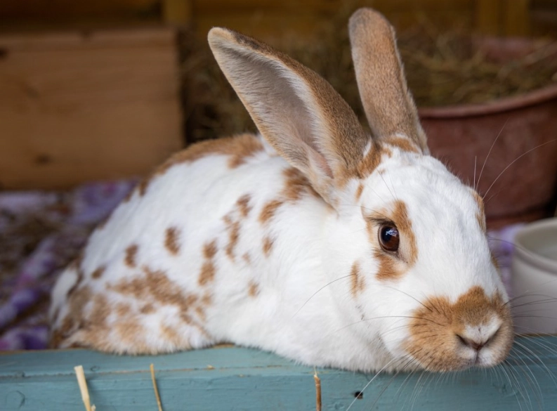English Spot rabbit care
