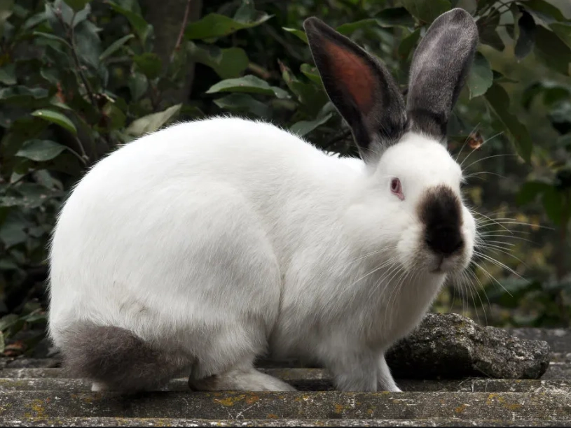 Californian rabbit characteristics