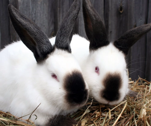 meat rabbit breeds