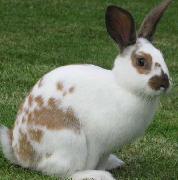 English Spot rabbit personality