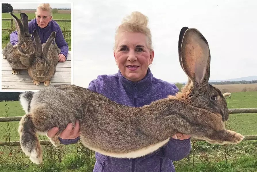 giant rabbit care