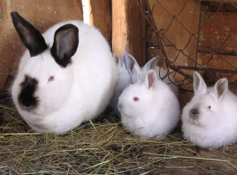 What breed is a Californian rabbit?