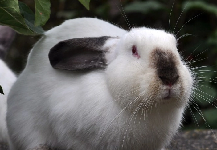 Californian rabbit weight