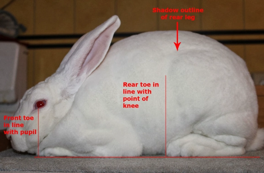 New Zealand rabbit weight