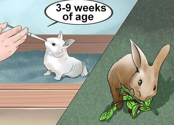 orphaned baby rabbit feeding