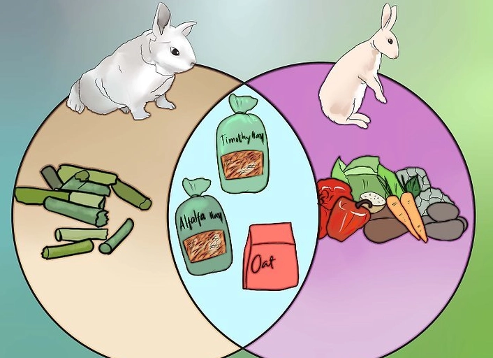 feeding baby rabbits 4 weeks