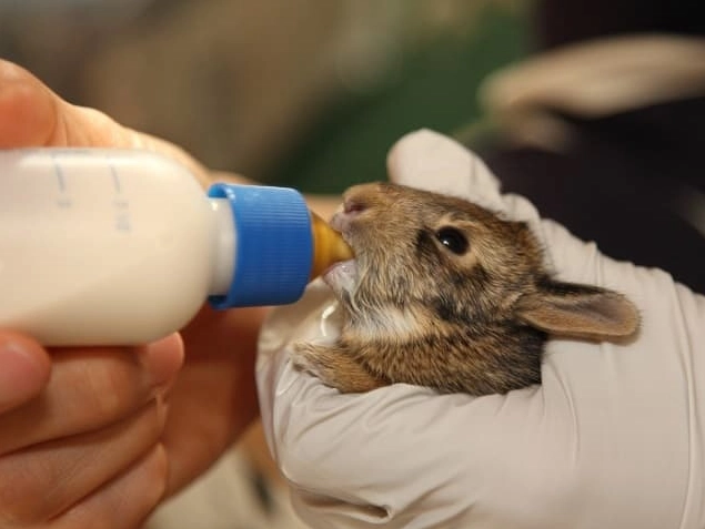 What to feed baby rabbits without a mother