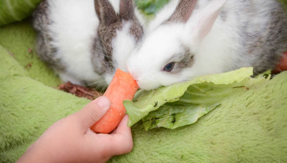 rabbit lactation diet