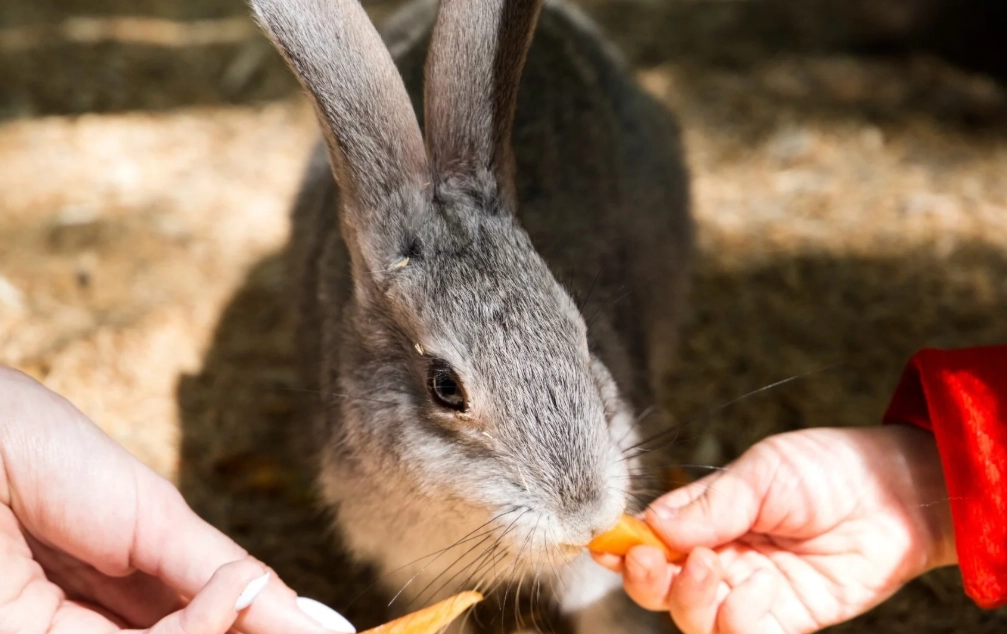 baby rabbit care baby rabbit care
