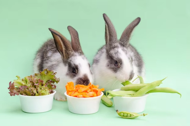 What vegetables can baby rabbits eat
