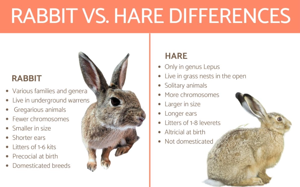 difference between rabbit and hare difference between rabbit and hare