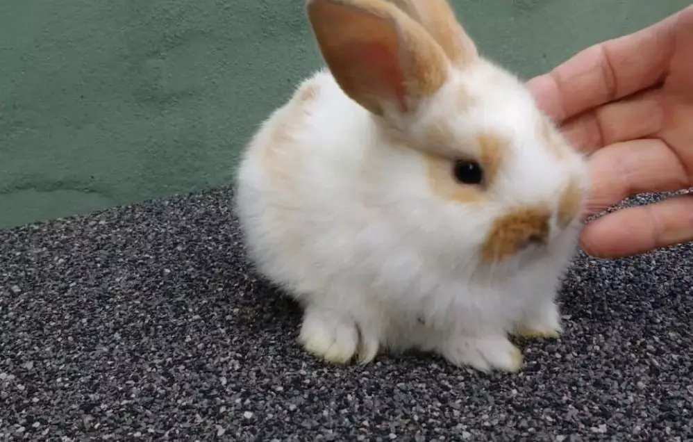 baby rabbit diet 8 weeks