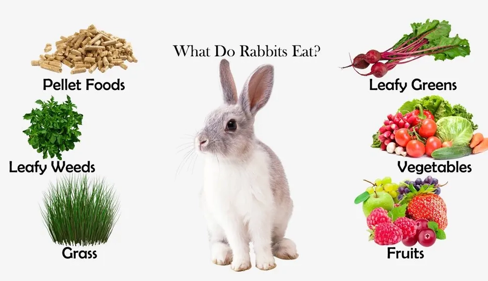 What to feed baby rabbits 3 weeks old