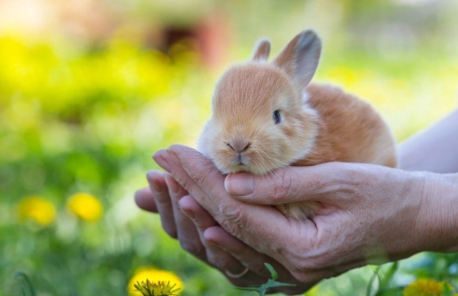 orphaned baby rabbits