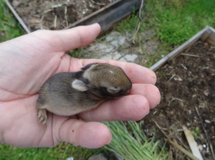 baby rabbit care baby rabbit care