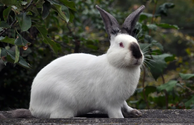 wild rabbits in California