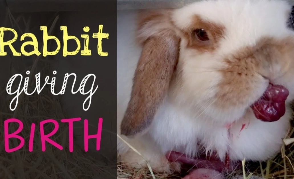 postpartum rabbit care