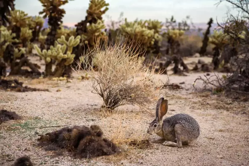 California rabbits