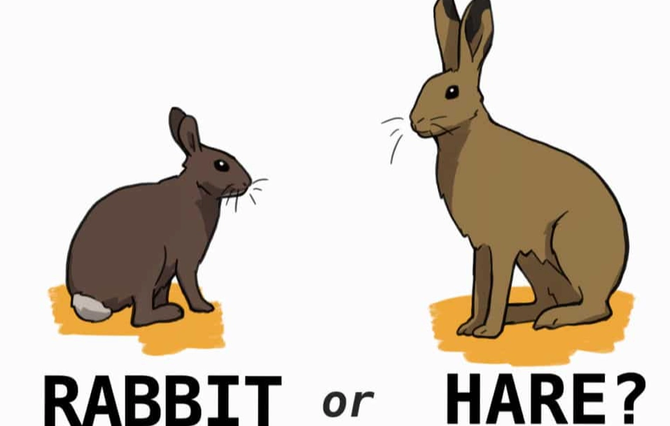 hare vs rabbit