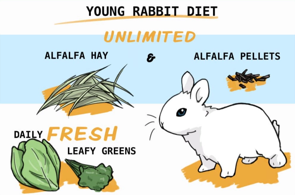 feeding 8 week old bunnies