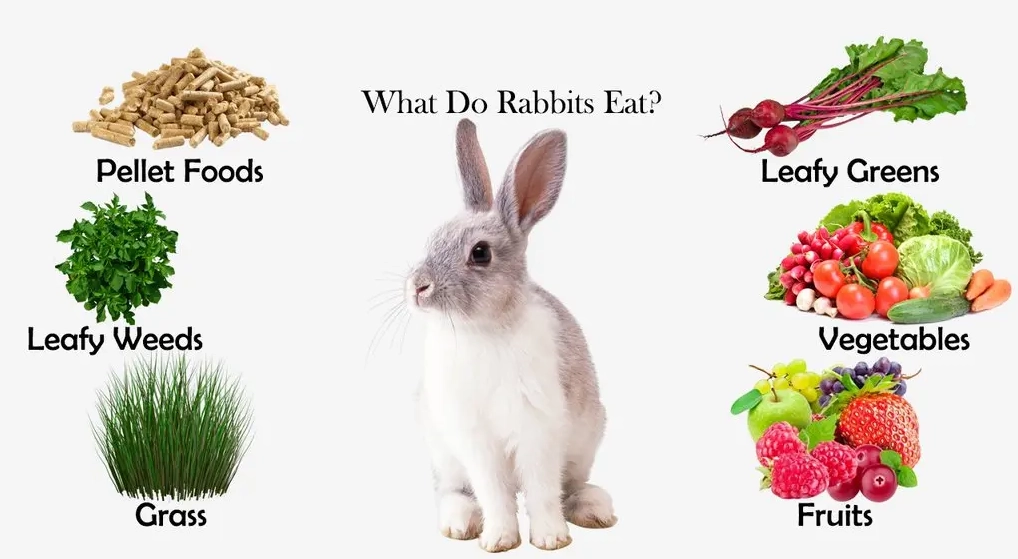 feeding baby rabbits vegetables feeding baby rabbits vegetables