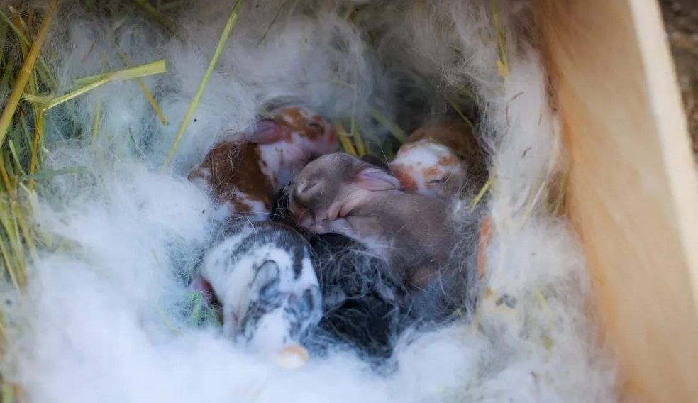 hand feeding rabbits hand feeding rabbits