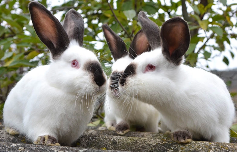 domestic rabbit breeds